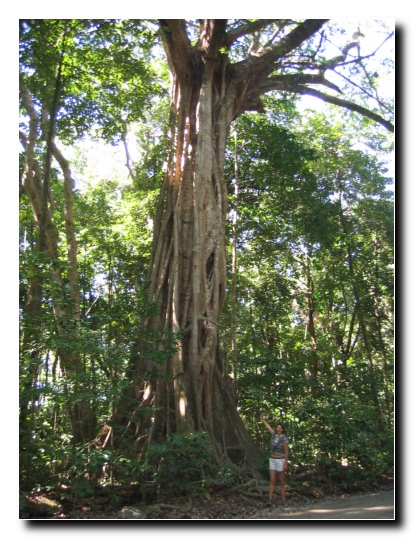 011 Fig Tree